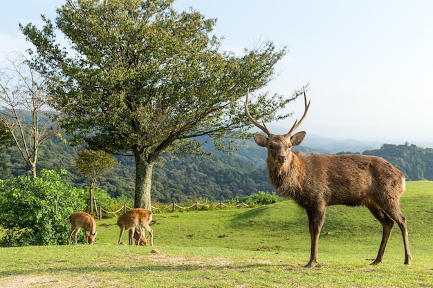 Buck cervo in piedi sulla montagna