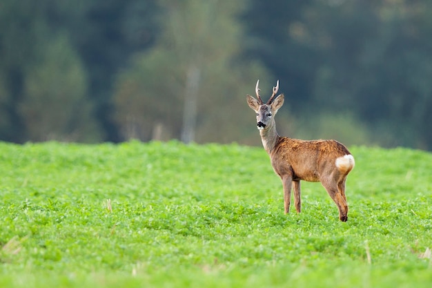 Buck cervo in una radura