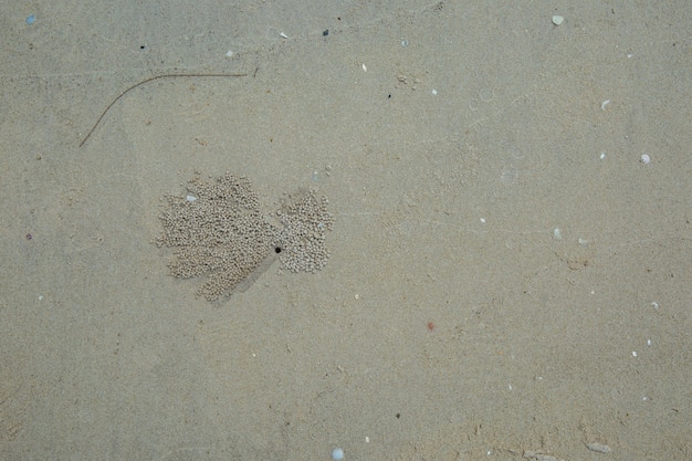 buco di granchio sulla spiaggia