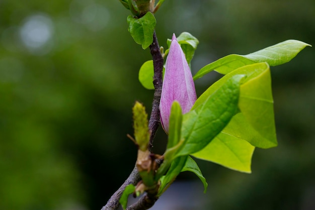 Bud di rosa Magnolia Soulangeana su un ramo con foglie su uno sfondo verde sfocato fuoco selettivo