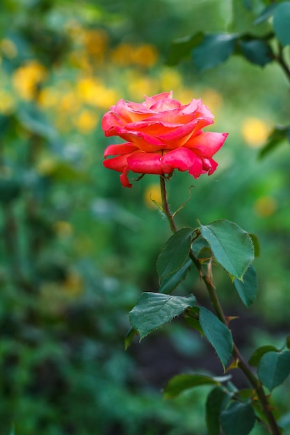 Bud di rosa rossa con foglie verdi sfocate sullo sfondo