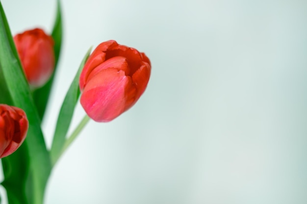 Bud di un tulipano rosso alzato su sfondo bianco Primavera bouquet di fiori