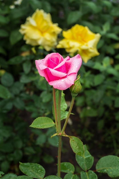 Bud di una rosa rosa con gocce d'acqua che crescono nel giardino Profondità di campo poco profonda