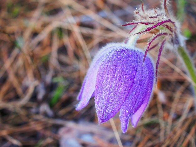 Bud pasqueflower nella foresta di primavera al tramonto