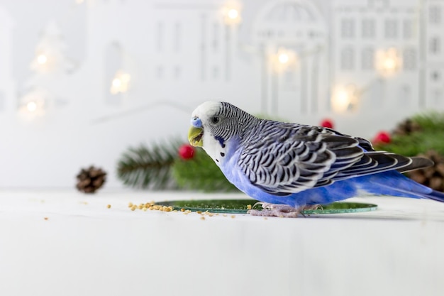 Budger sullo sfondo delle luci di Natale e dei rami di abete