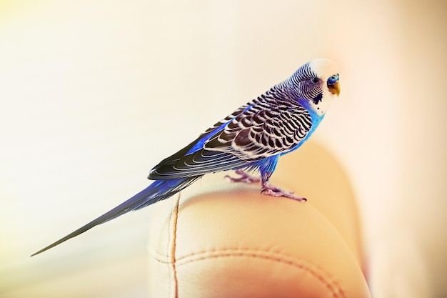 Budgerigar a casa su sfondo luminoso