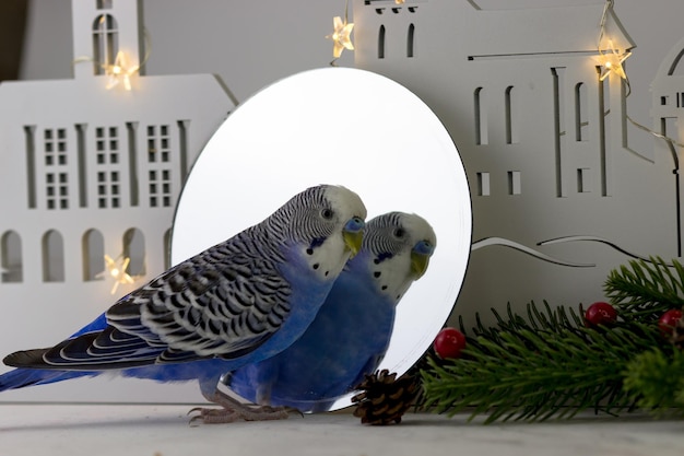 Budgerigar che si guarda nello specchio sullo sfondo della decorazione natalizia