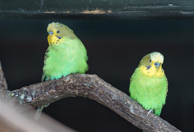 Budgerigar