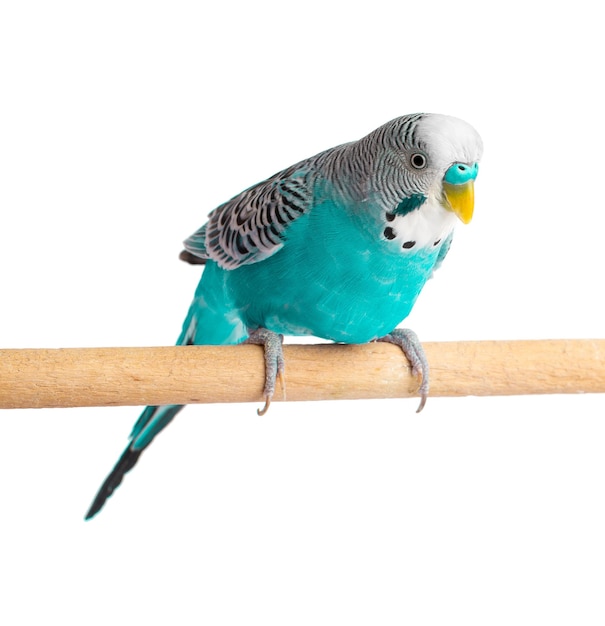 Budgie blu isolato su sfondo bianco Uccello Budgerigars o pappagallo ondulato