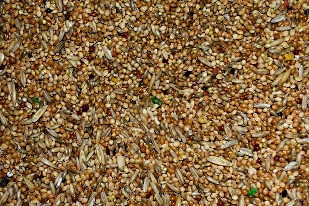 Budgie Food Texture