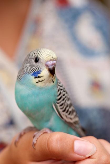 Budgie su una mano