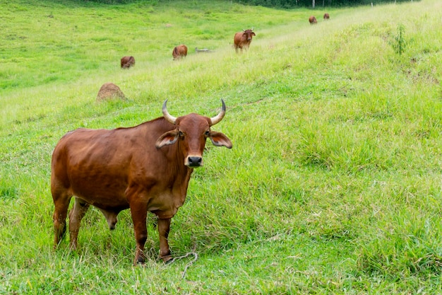 Bue della razza Sindhi al pascolo