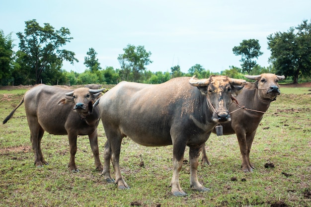 Bufali della Tailandia nel giacimento del riso