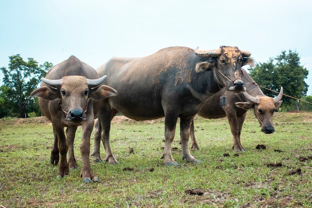 Bufali della Tailandia nel giacimento del riso