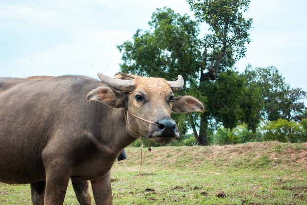 Bufali della Tailandia nel giacimento del riso