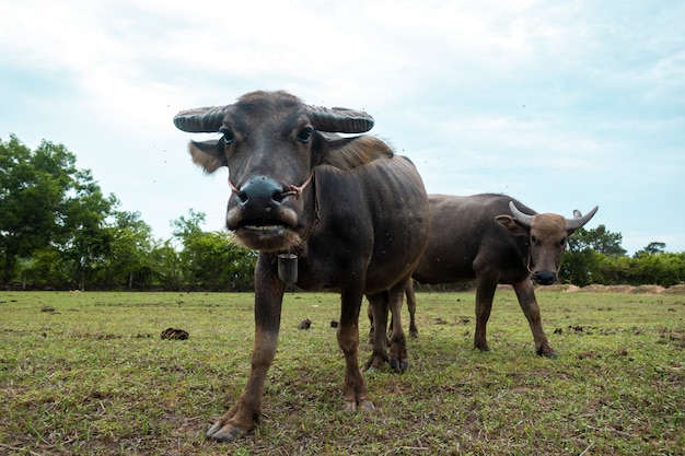 Bufali della Tailandia nel giacimento del riso