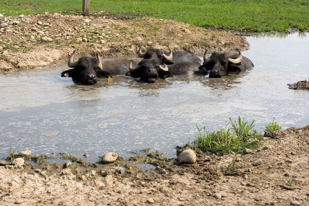 Bufali in acqua fangosa