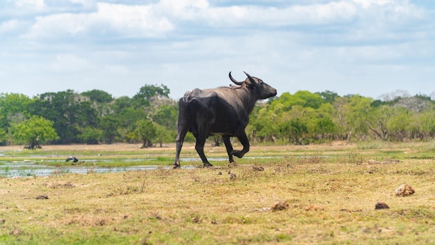 Bufali nel parco nazionale dello Sri Lanka