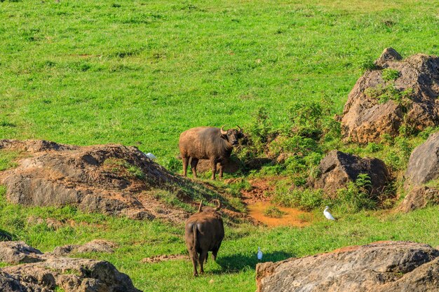 Bufali Parco Naturale Cabarceno Spagna