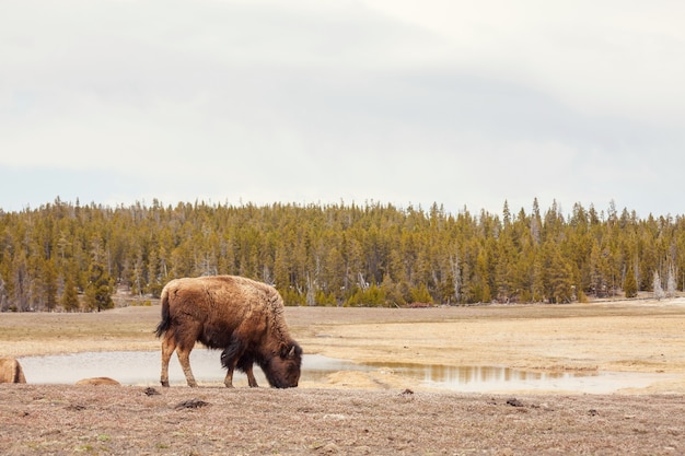 Bufalo a Yellowstone NP, USA