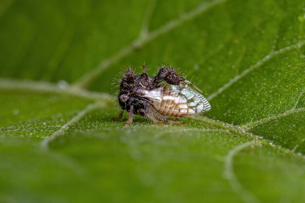 Bufalo adulto della Cyphonia clavigera