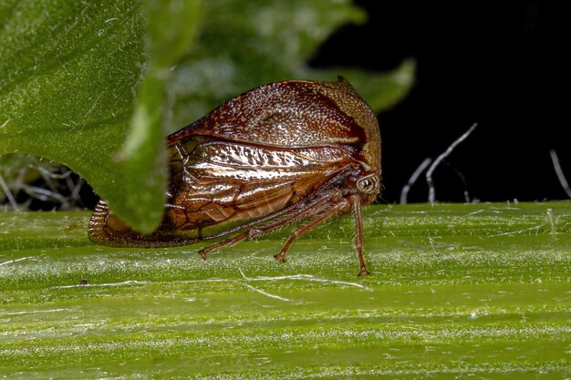 Bufalo adulto Treehopper della Tribù Ceresini