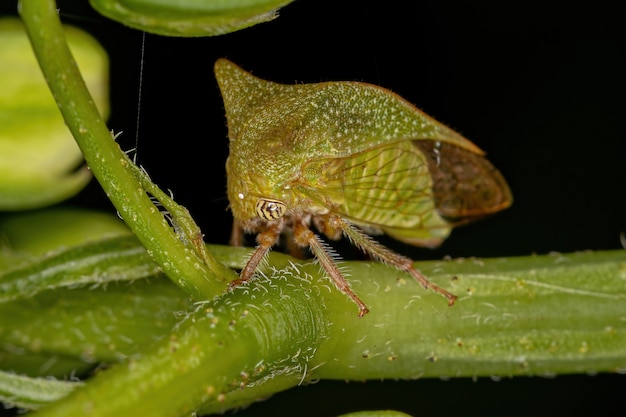 Bufalo adulto Treehopper della Tribù Ceresini