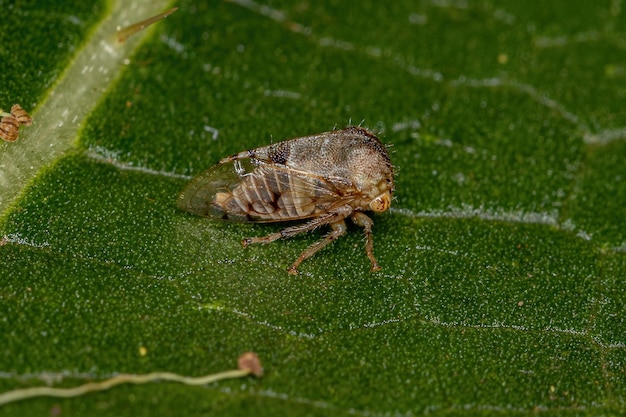 Bufalo adulto Treehopper della Tribù Ceresini