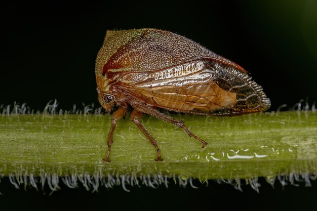 Bufalo adulto Treehopper della Tribù Ceresini