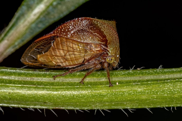 Bufalo adulto Treehopper della Tribù Ceresini