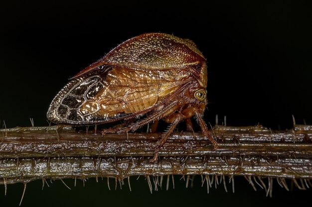 Bufalo adulto Treehopper della Tribù Ceresini