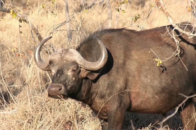 Bufalo africano selvaggio che attraversa una via nel parco di Kruger Sudafrica