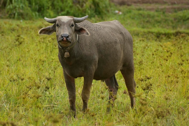 Bufalo asiatico in piedi sull'erba