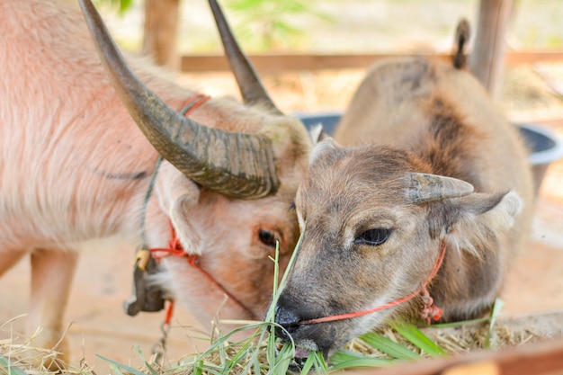 Bufalo asiatico in Tailandia.