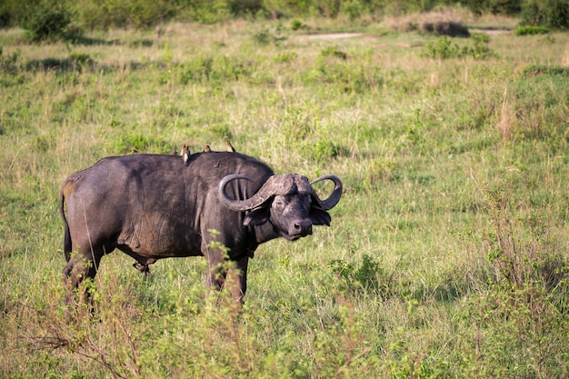 bufalo con un uccello bianco sul dorso è in piedi in un prato