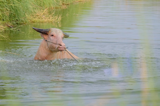 Bufalo d'acqua albino nello stagno