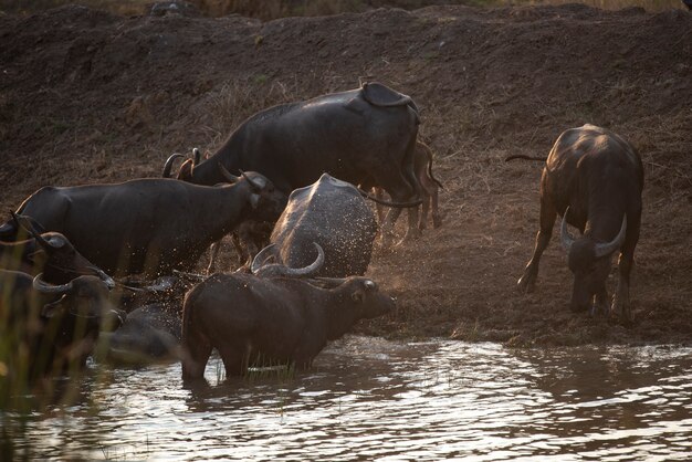 Bufalo d&#39;acqua, animali da fattoria