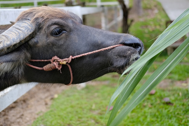 Bufalo d'acqua che mangia erba in azienda agricola