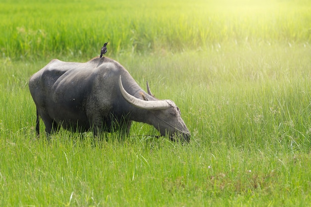 Bufalo d&#39;acqua che pasce erba in un campo verde in Tailandia