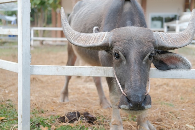 Bufalo d'acqua che sta nell'azienda agricola