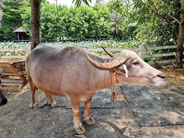 Bufalo d'acqua domestico Bufalo d'acqua asiatico nella stalla