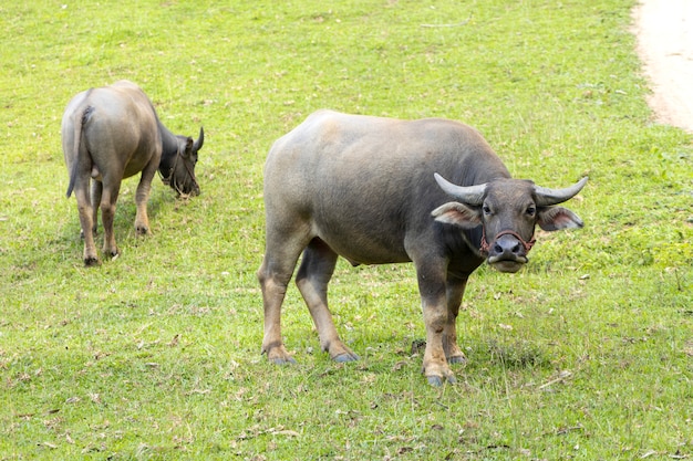 Bufalo d'acqua domestico che sta sull'erba verde e che fissa alla macchina fotografica.