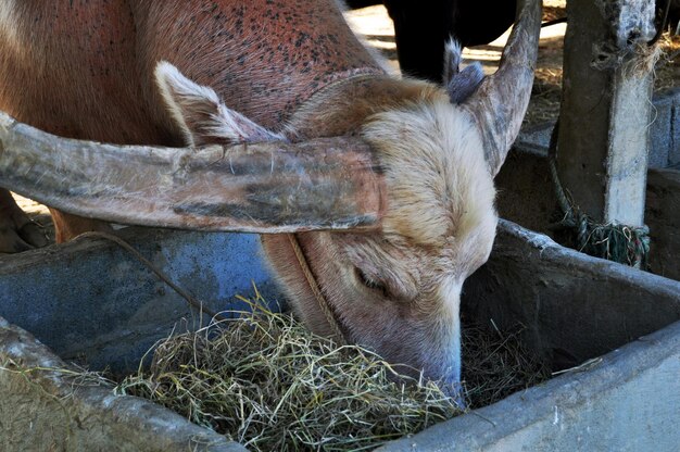 Bufalo d'acqua e bufali bianchi nelle gabbie della Thailandia Buffalo Conservation Village o Baan Kwai Thai per i thailandesi e i viaggiatori stranieri visita la visita impara a Suphanburi a Suphan Buri Thailandia