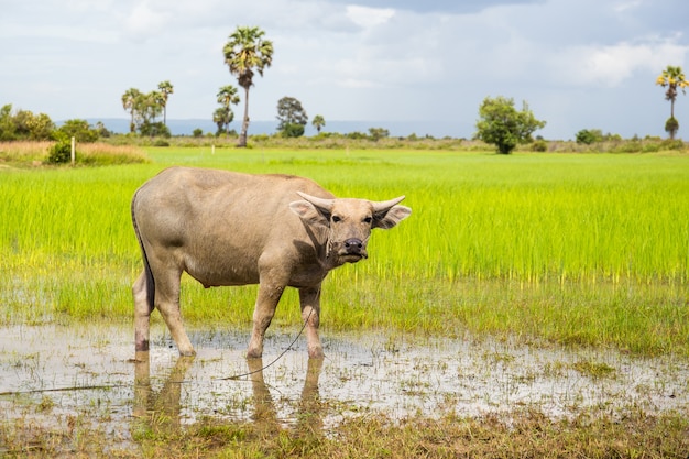 Bufalo d&#39;acqua in una risaia bagnata in colori vivaci.