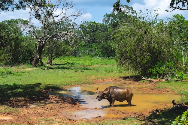 Bufalo d'acqua nel parco nazionale di Yala