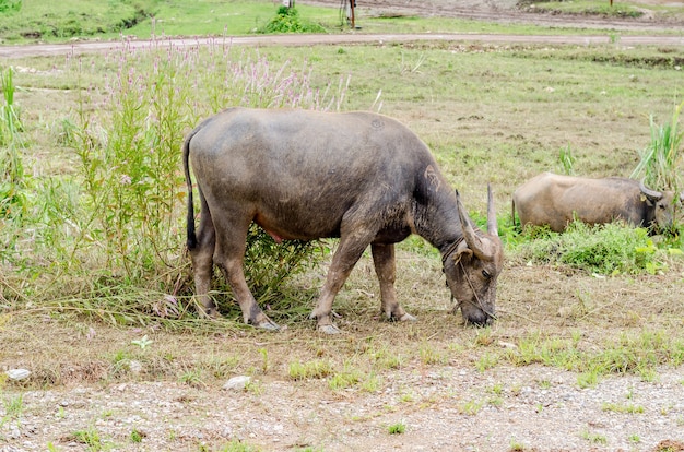 Bufalo d'acqua o bufalo d'acqua asiatico domestico (Bubalus bubalis)