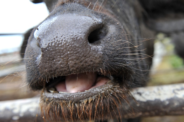 Bufalo da vicino con la bocca aperta nella fattoria Bocca e naso di bufalo Profondità di campo ridotta