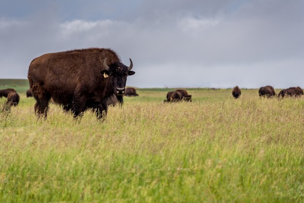 Bufalo del bisonte delle pianure che pasce in un pascolo in Saskatchewan, Canada