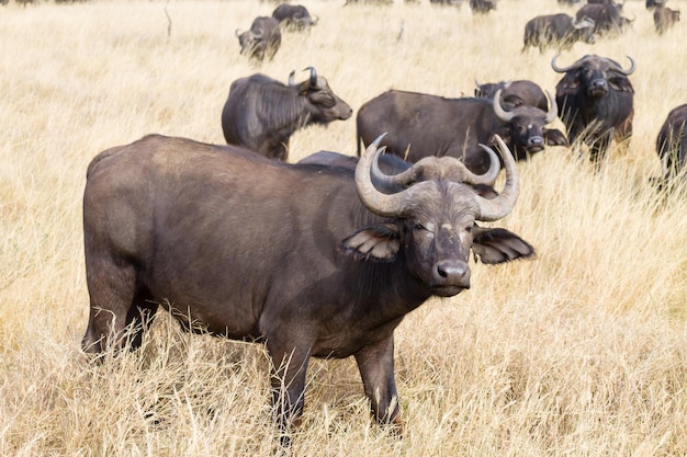 Bufalo del Capo del Parco Nazionale del Serengeti Tanzania Africa