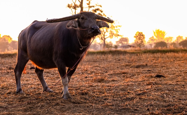 Bufalo di palude in un campo di riso raccolto. Buffalo stand alla fattoria di riso al mattino con la luce solare.